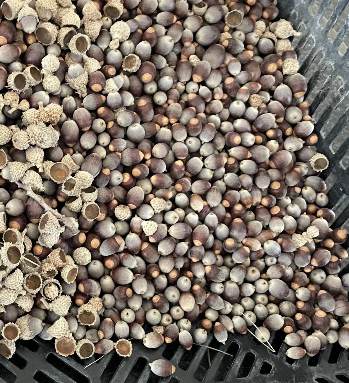 bur oak acorn collect last fall, it was a mast year and every tree in our area was loaded, image 3 of 3