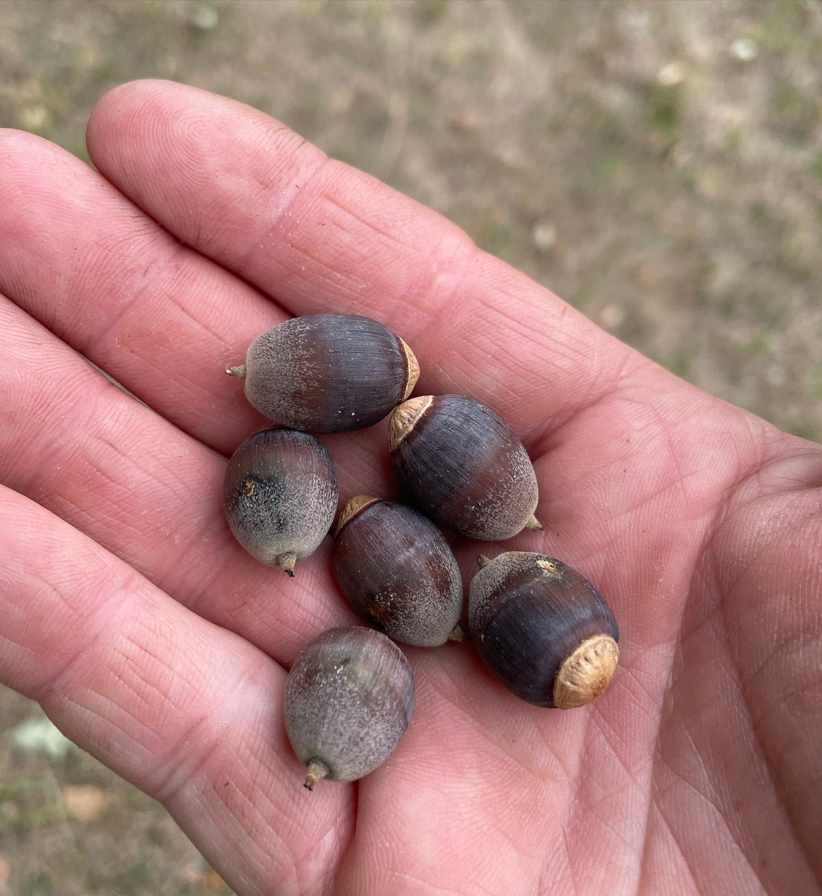 Bur Oak acorns are dropping, and it’s a race with the squirrels to collect them, image 1 of 2