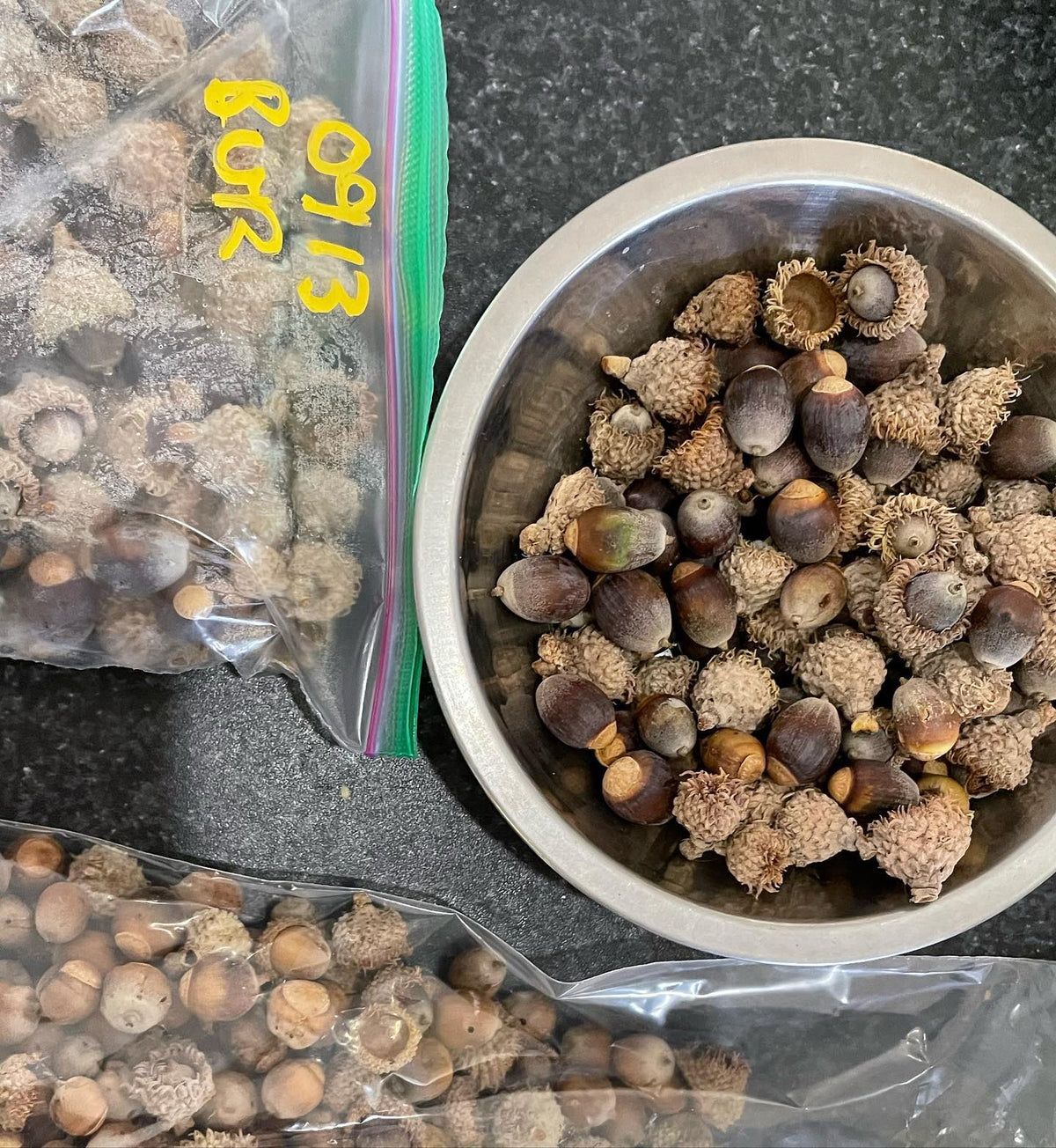 Bur Oak acorns are dropping, and it’s a race with the squirrels to collect them, image 2 of 2
