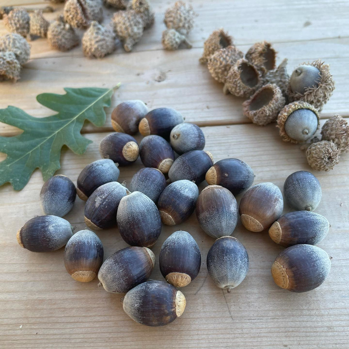 bur oak acorns now available on our website, linked in our bio