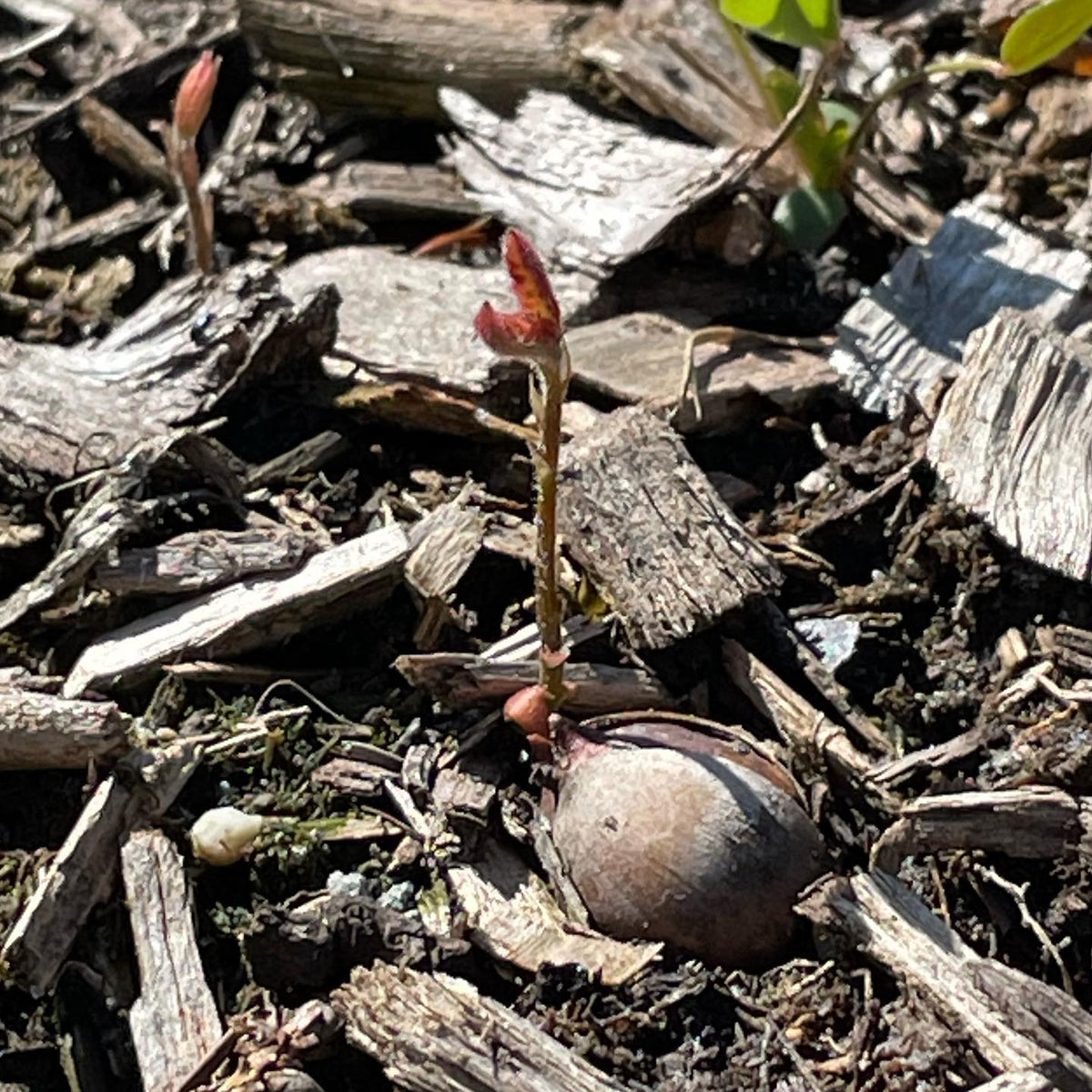 bur oak acorns planted in the fall are germinating, image 1 of 2