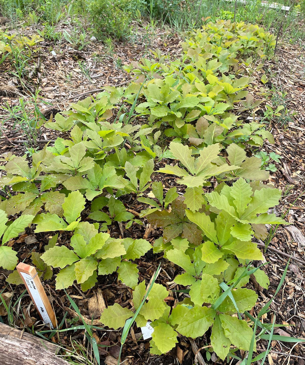 bur oak in it’s second year, image 1 of 2