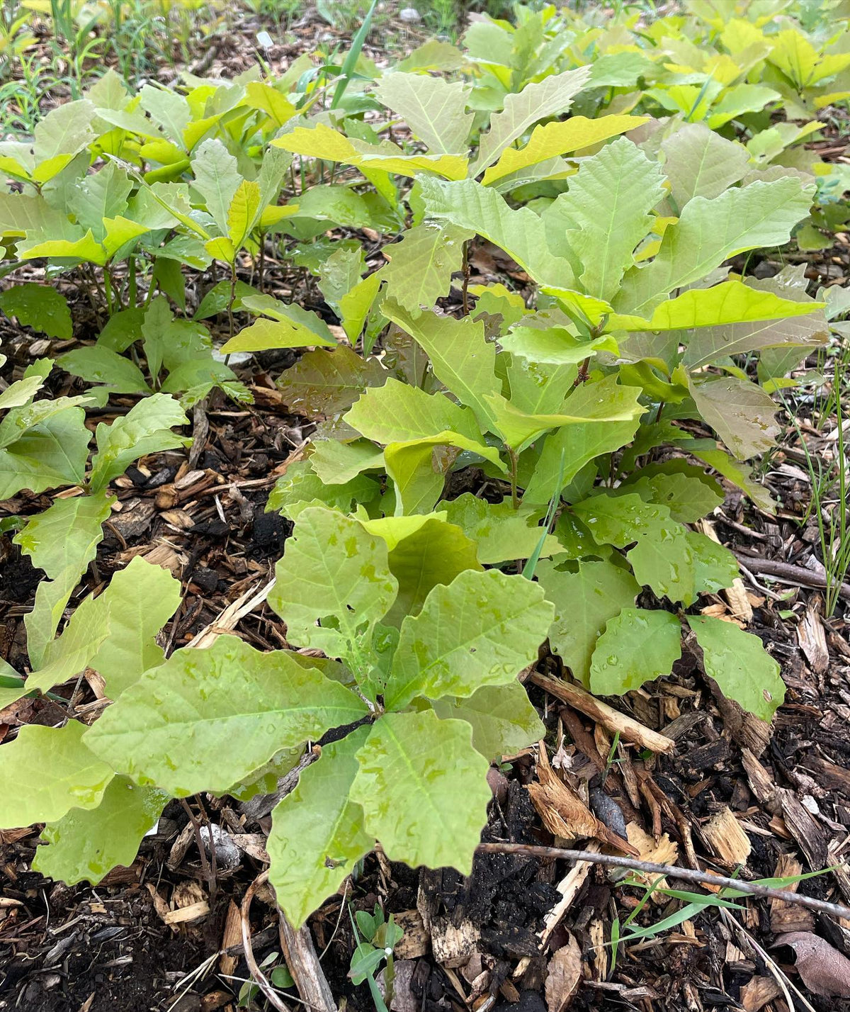 bur oak in it’s second year, image 2 of 2