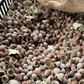 Bur Oak Acorns (Quercus macrocarpa)