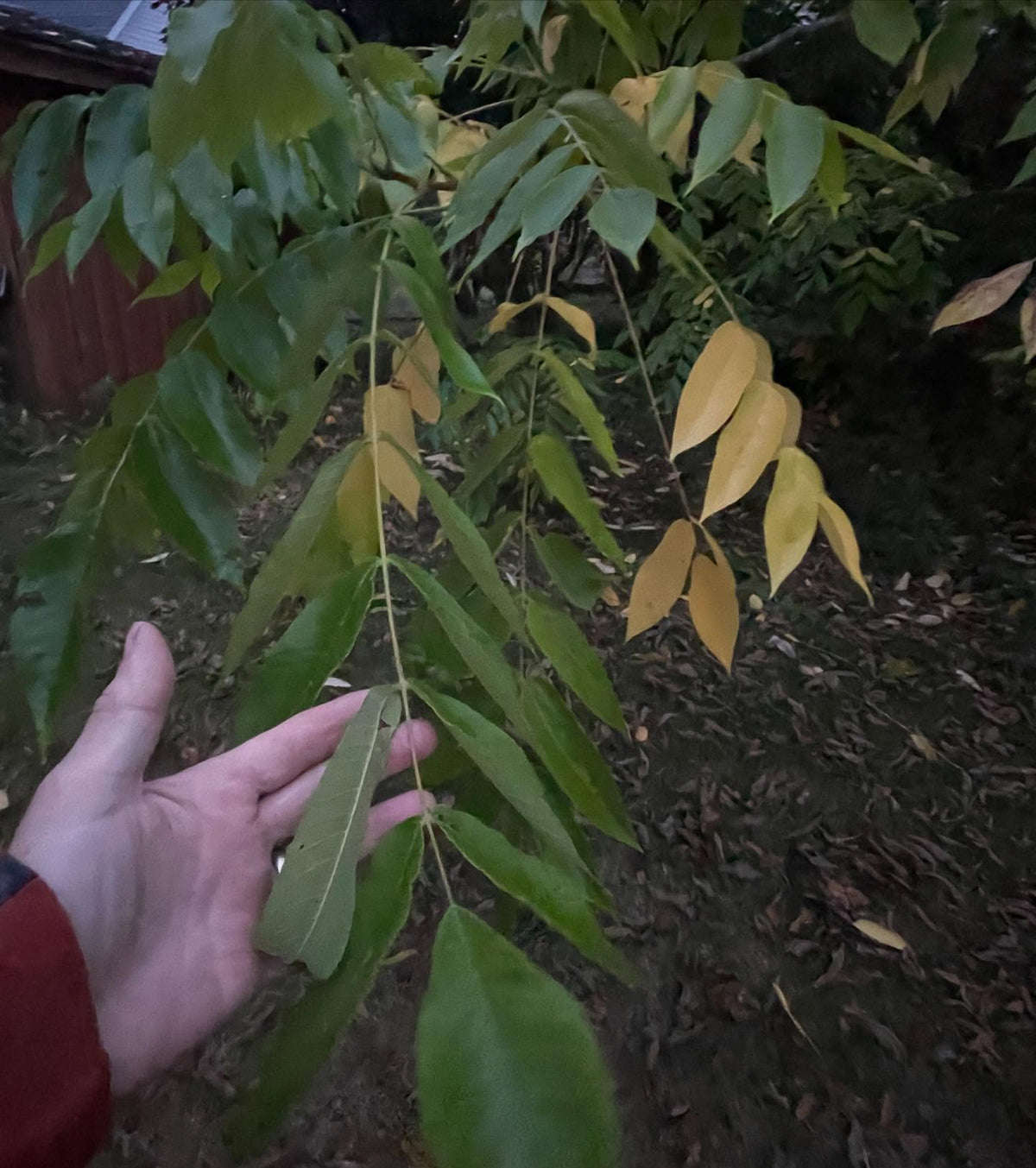 butternut trees have these great compound leaves as long as my arm, great canopy, image 1 of 2