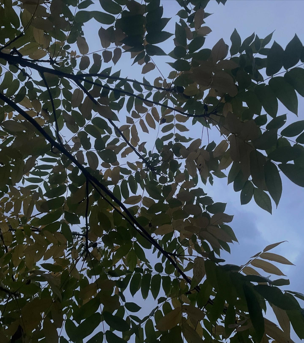 butternut trees have these great compound leaves as long as my arm, great canopy, image 2 of 2