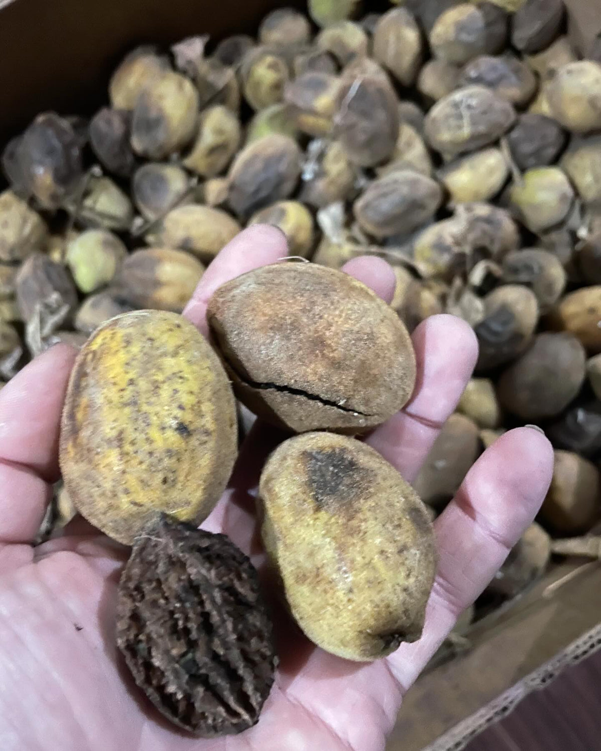 butternuts, image 1 of 2