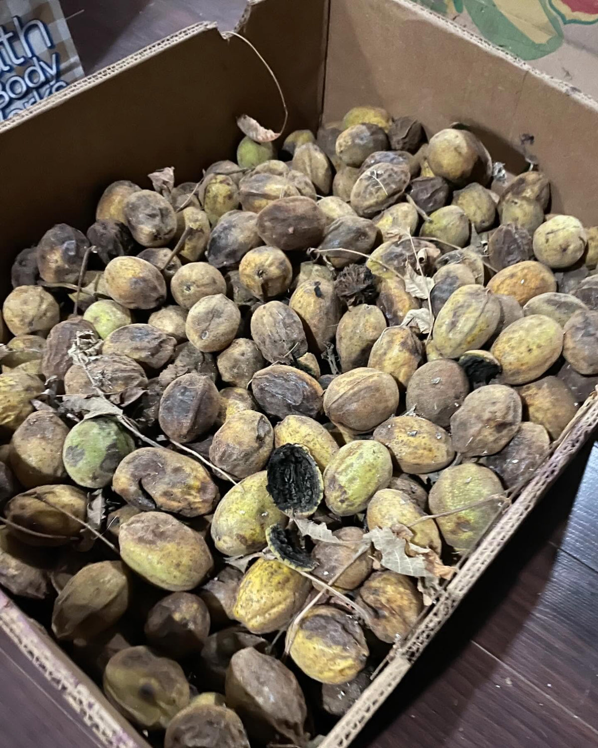 butternuts, image 2 of 2