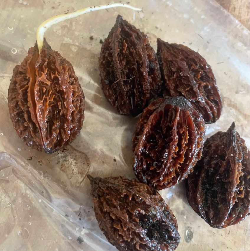 butternuts locally sourced in zone 3