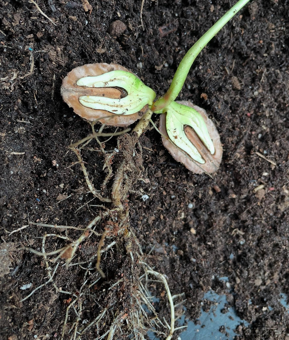 butternuts, the large nuts stay attached like a battery that drives initial growth, image 1 of 6