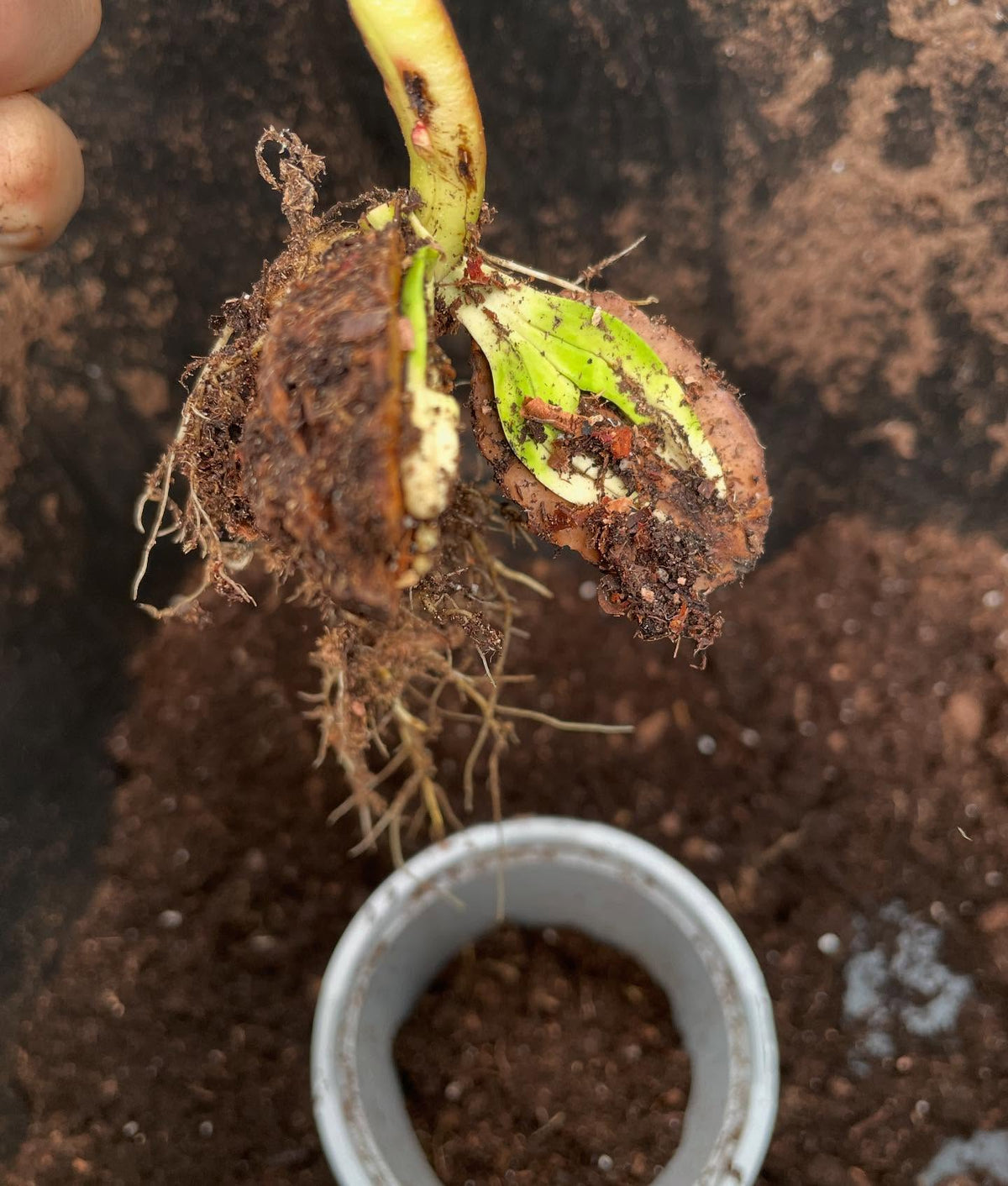 butternuts, the large nuts stay attached like a battery that drives initial growth, image 2 of 6