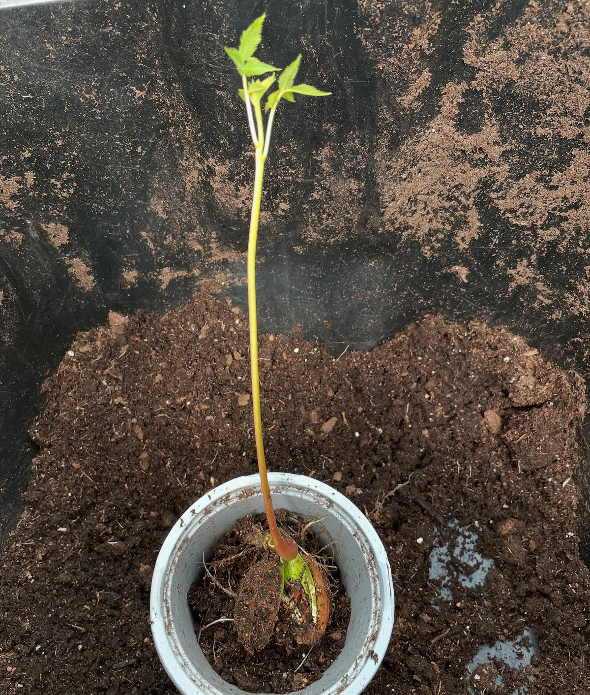butternuts, the large nuts stay attached like a battery that drives initial growth, image 3 of 6