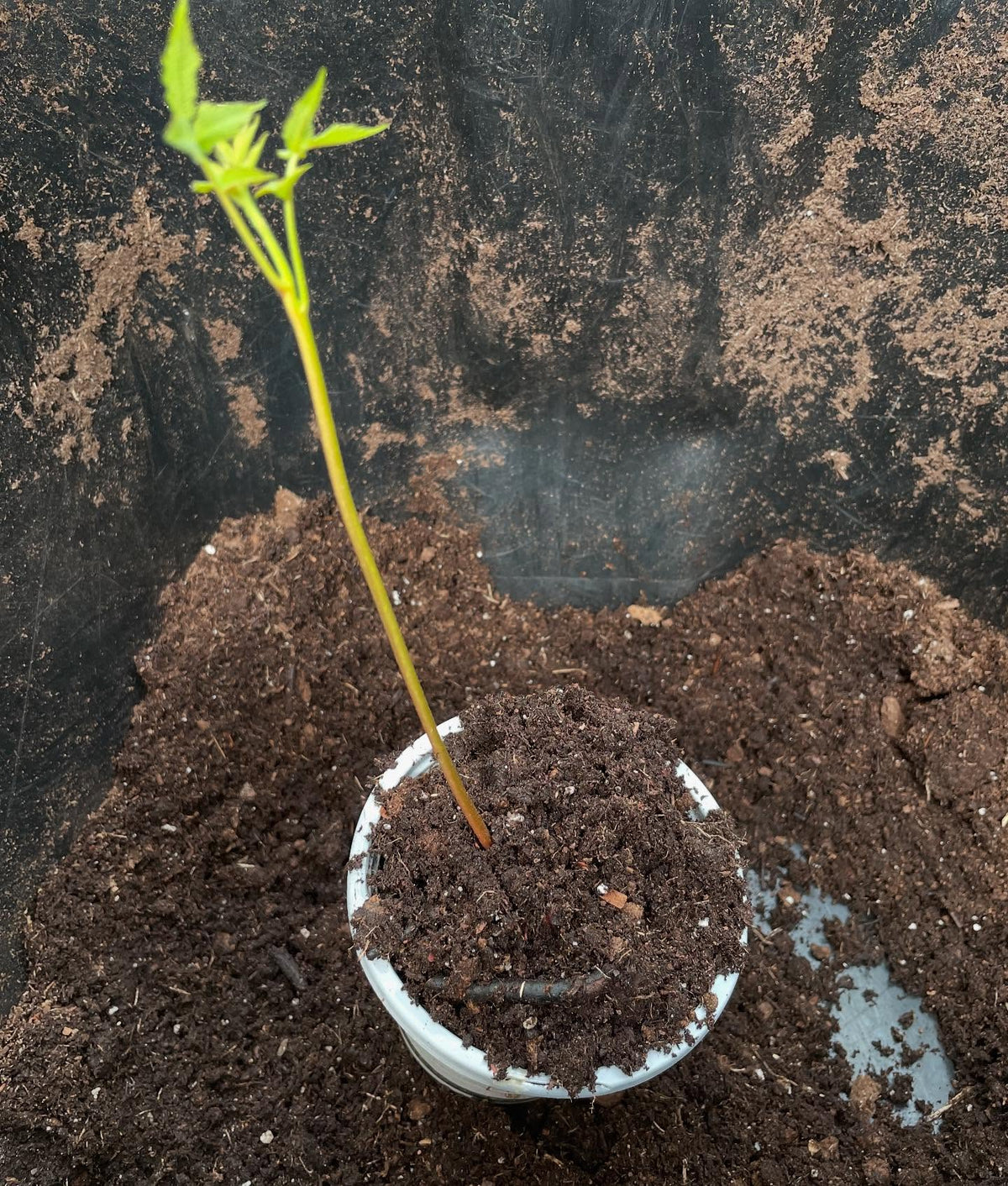 butternuts, the large nuts stay attached like a battery that drives initial growth, image 4 of 6