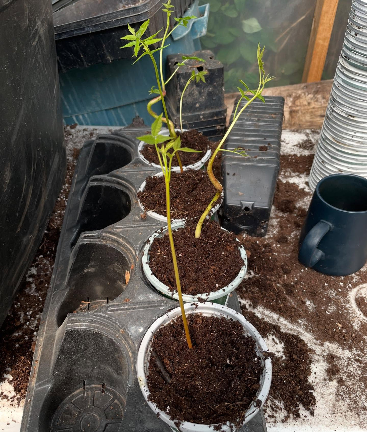 butternuts, the large nuts stay attached like a battery that drives initial growth, image 5 of 6