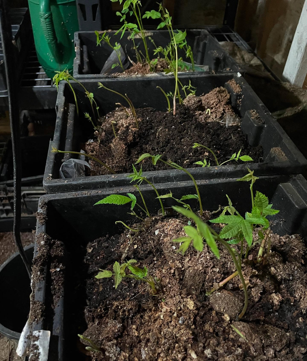 butternuts, the large nuts stay attached like a battery that drives initial growth, image 6 of 6