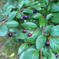 Haie Cotoneaster (Cotoneaster lucidus)