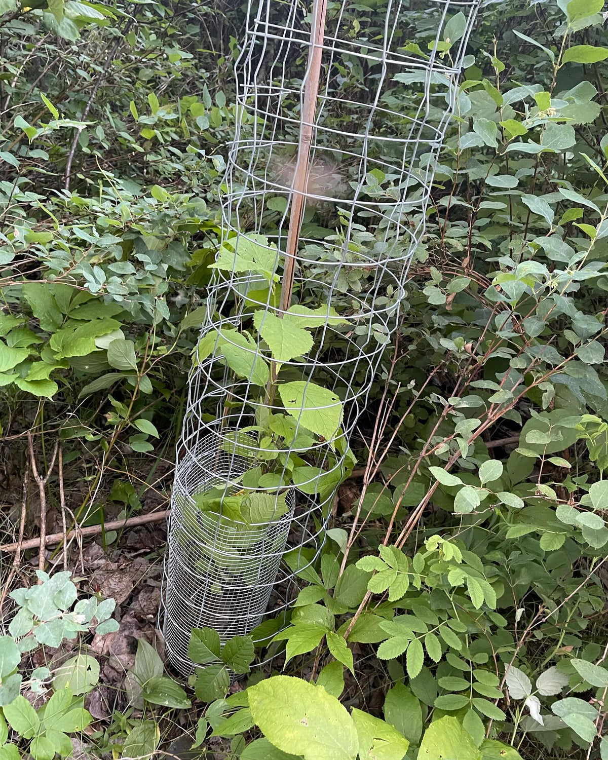 caging some canada wild plum along a forest path, image 1 of 3