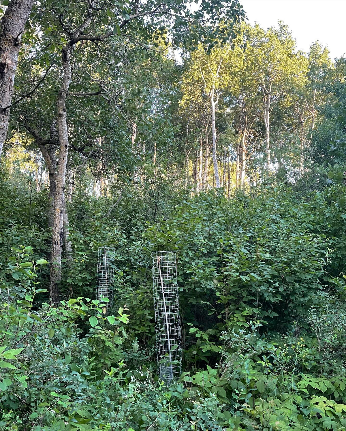 caging some canada wild plum along a forest path, image 2 of 3
