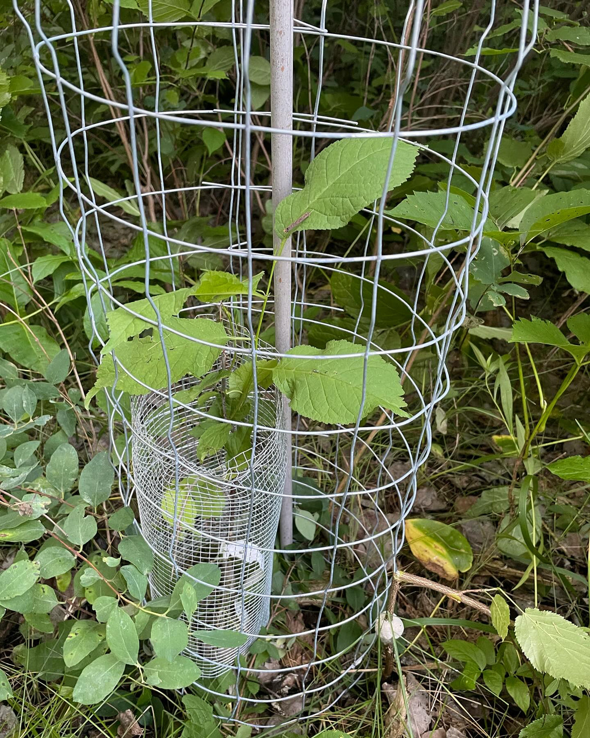 caging some canada wild plum along a forest path, image 3 of 3