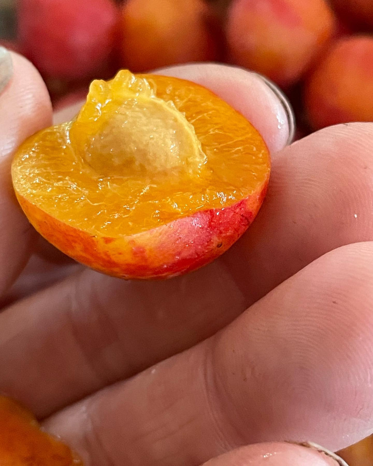 Can you identify these plums, image 1 of 4