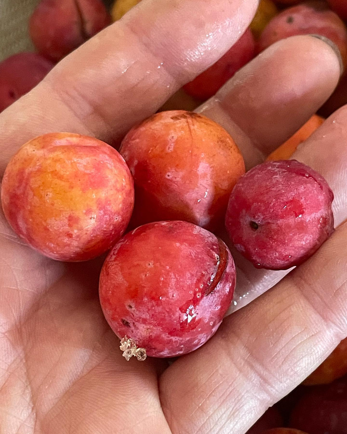 Can you identify these plums, image 2 of 4