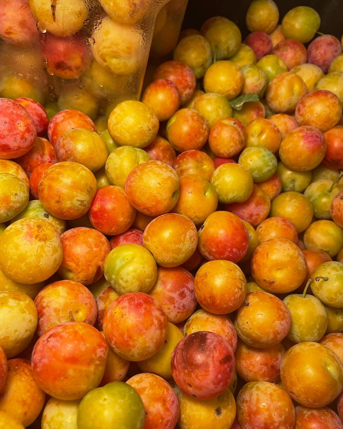 Can you identify these plums, image 3 of 4