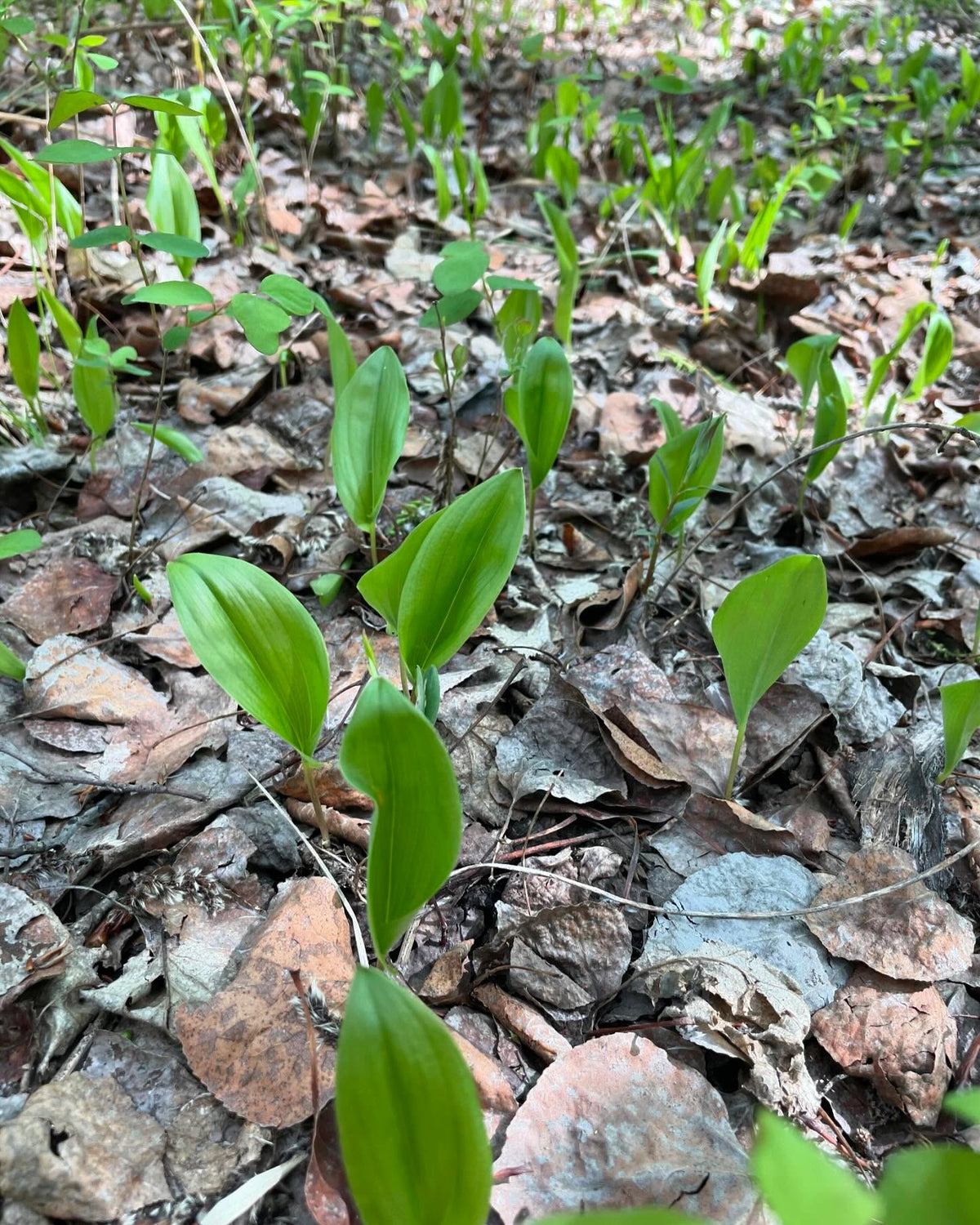 canada mayflower along a forest trail, image 1 of 2