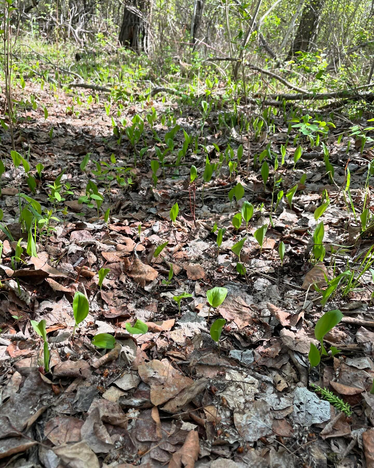 canada mayflower along a forest trail, image 2 of 2