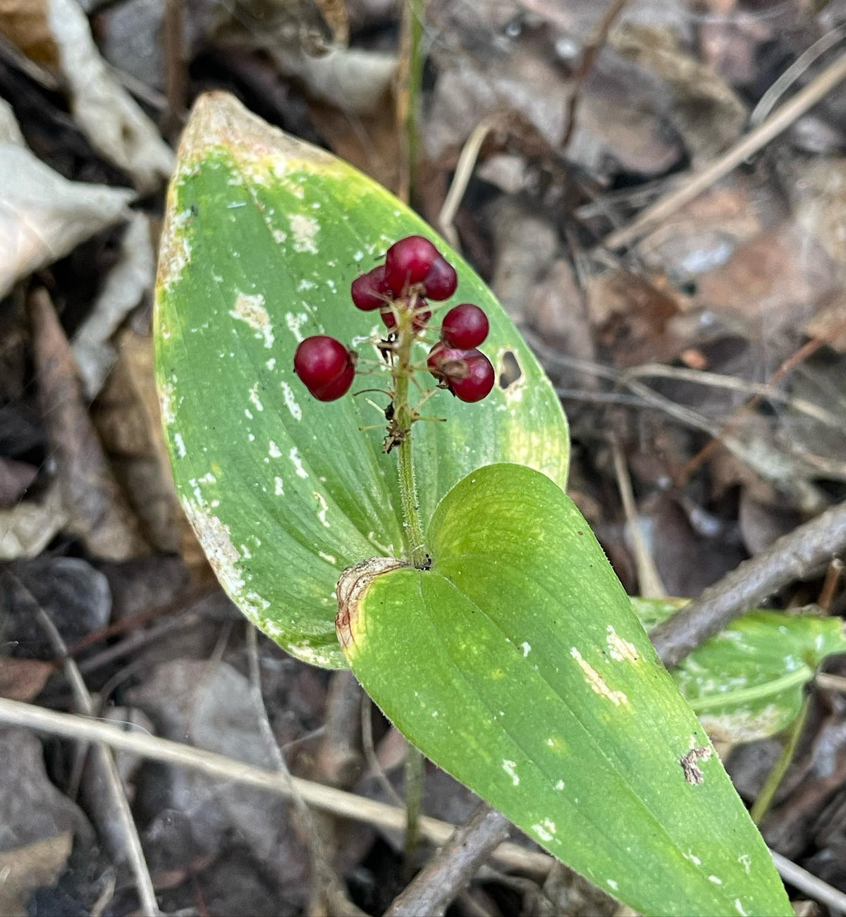 canada mayflower covers the forest floor along our trails, collecting seeds but stuff eats them soon after they turn red, image 1 of 4
