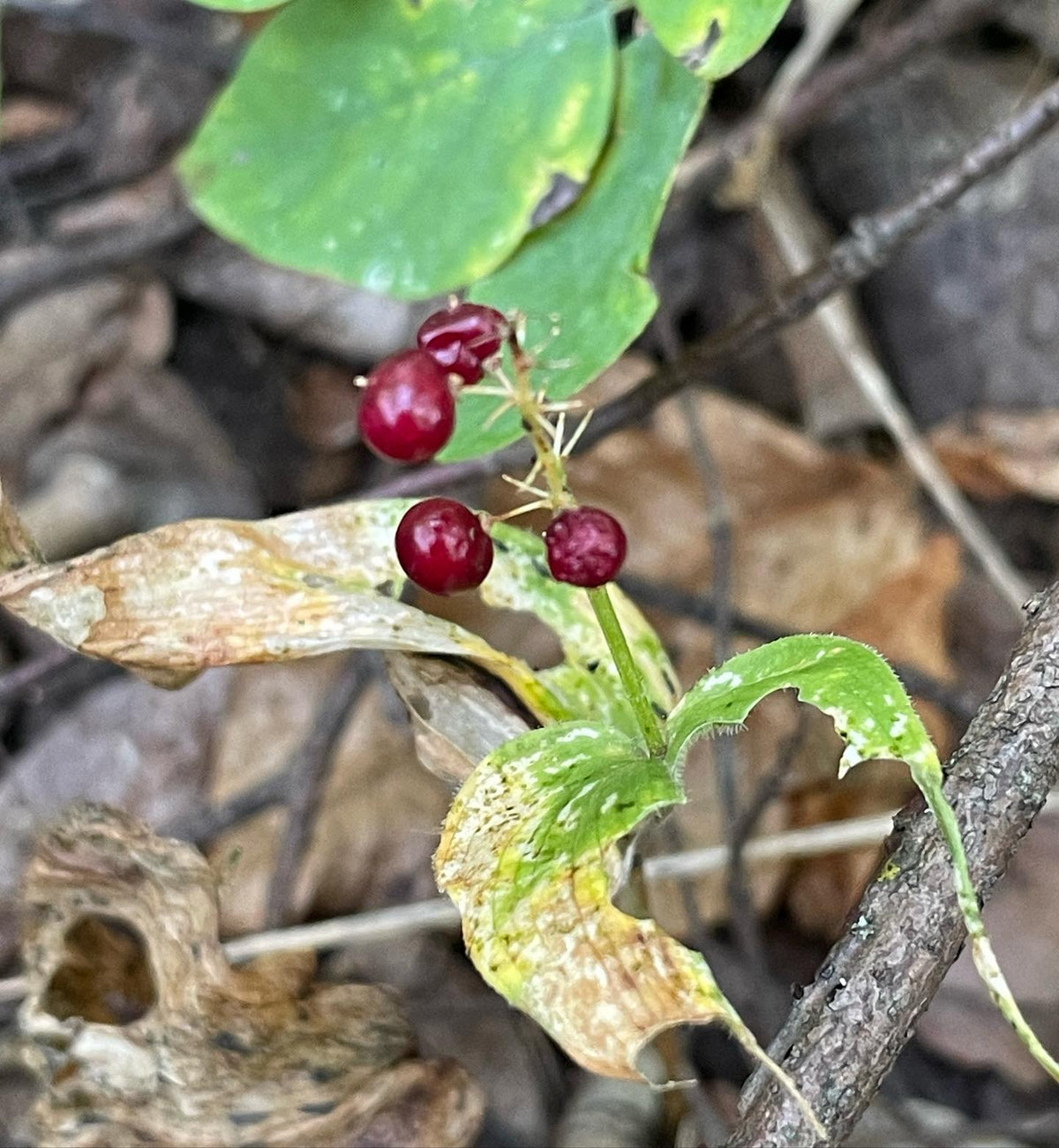 canada mayflower covers the forest floor along our trails, collecting seeds but stuff eats them soon after they turn red, image 2 of 4
