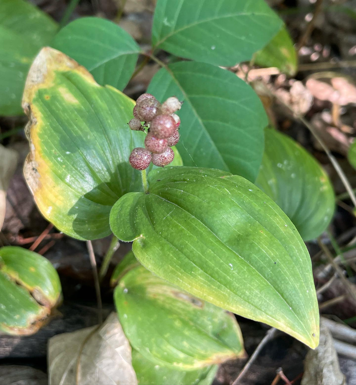 canada mayflower covers the forest floor along our trails, collecting seeds but stuff eats them soon after they turn red, image 3 of 4