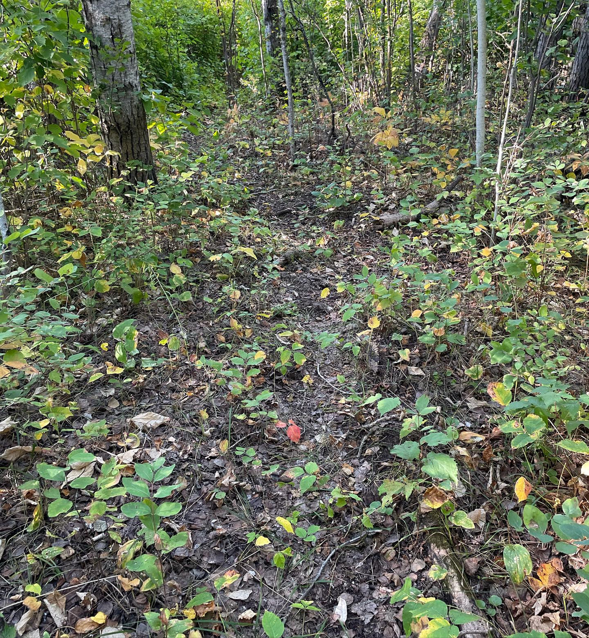 canada mayflower covers the forest floor along our trails, collecting seeds but stuff eats them soon after they turn red, image 4 of 4