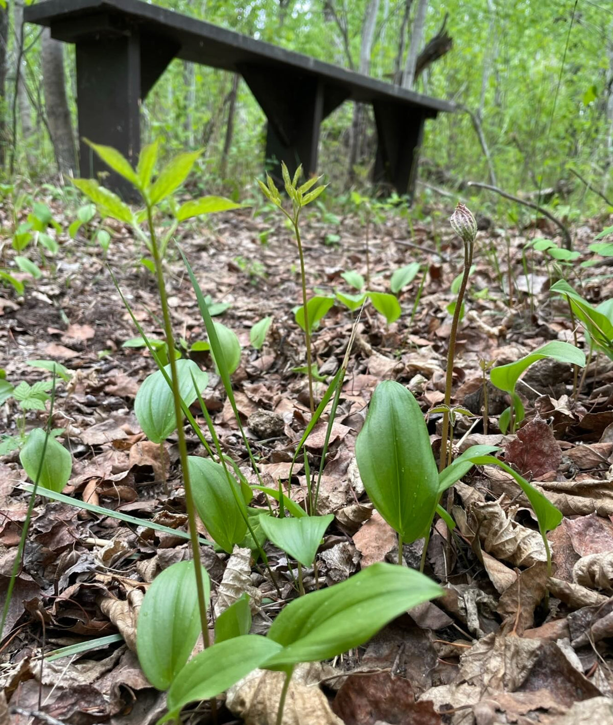 canada mayflower (small with 2 leaves) and wild sarsaparilla along a walking trail in late spring