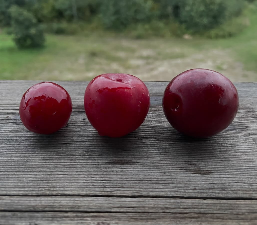 Canada plum, Toka plum and Waneta plum arranged left to right on a weathered wooden rail