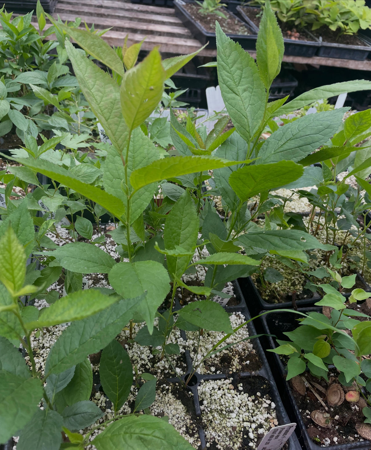 canada wild plum