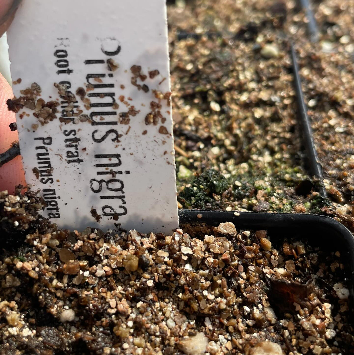 canada wild plum collected in the wild from a seemingly isolated population, image 2 of 4