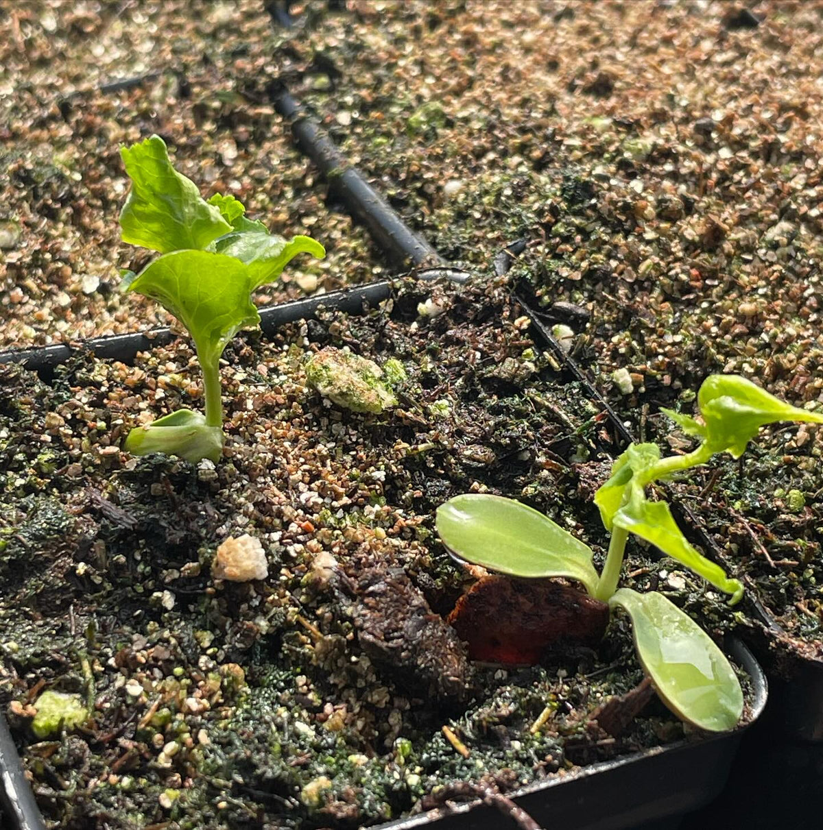 canada wild plum collected in the wild from a seemingly isolated population, image 3 of 4