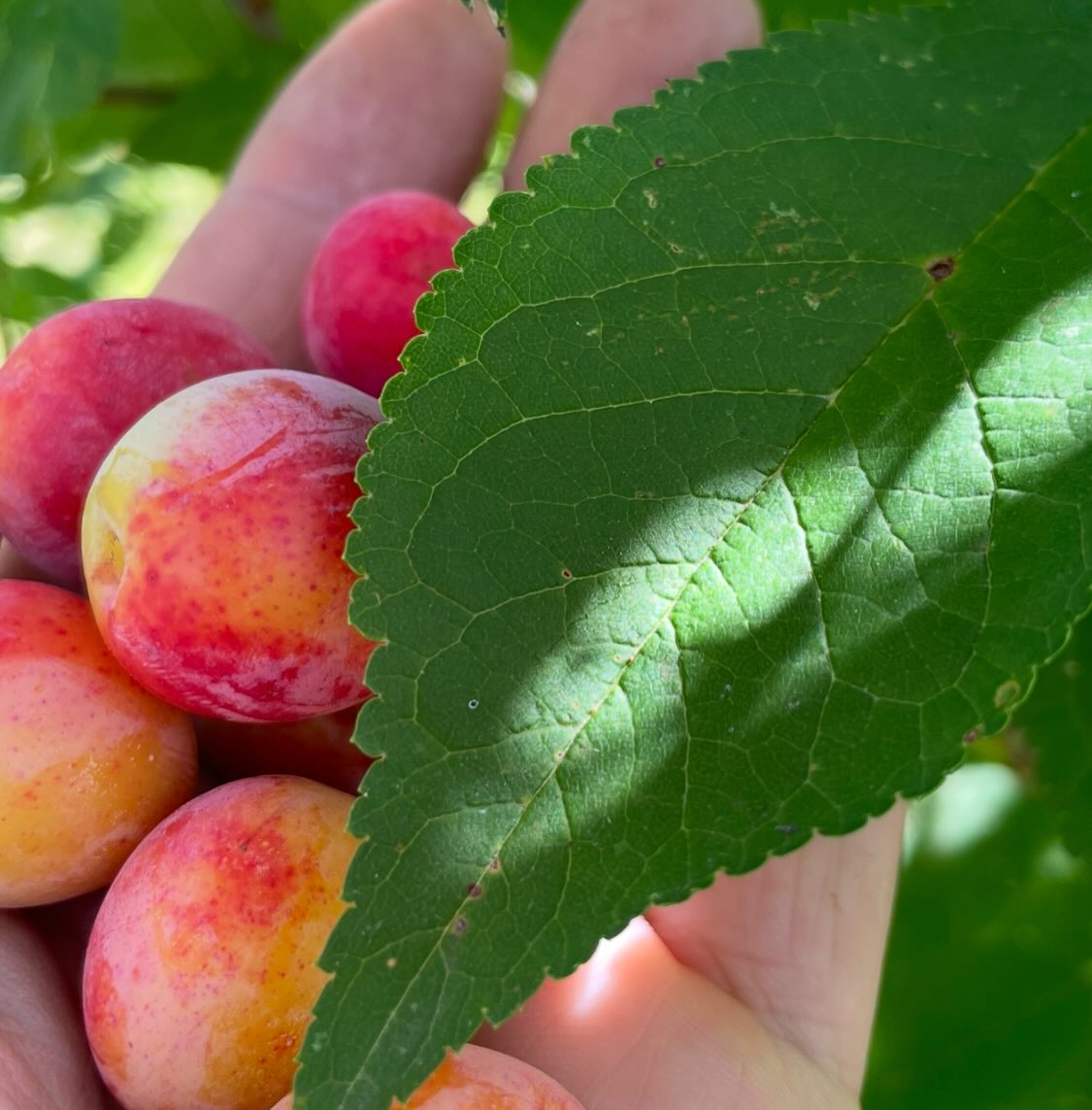 canada wild plum, or p, image 1 of 6