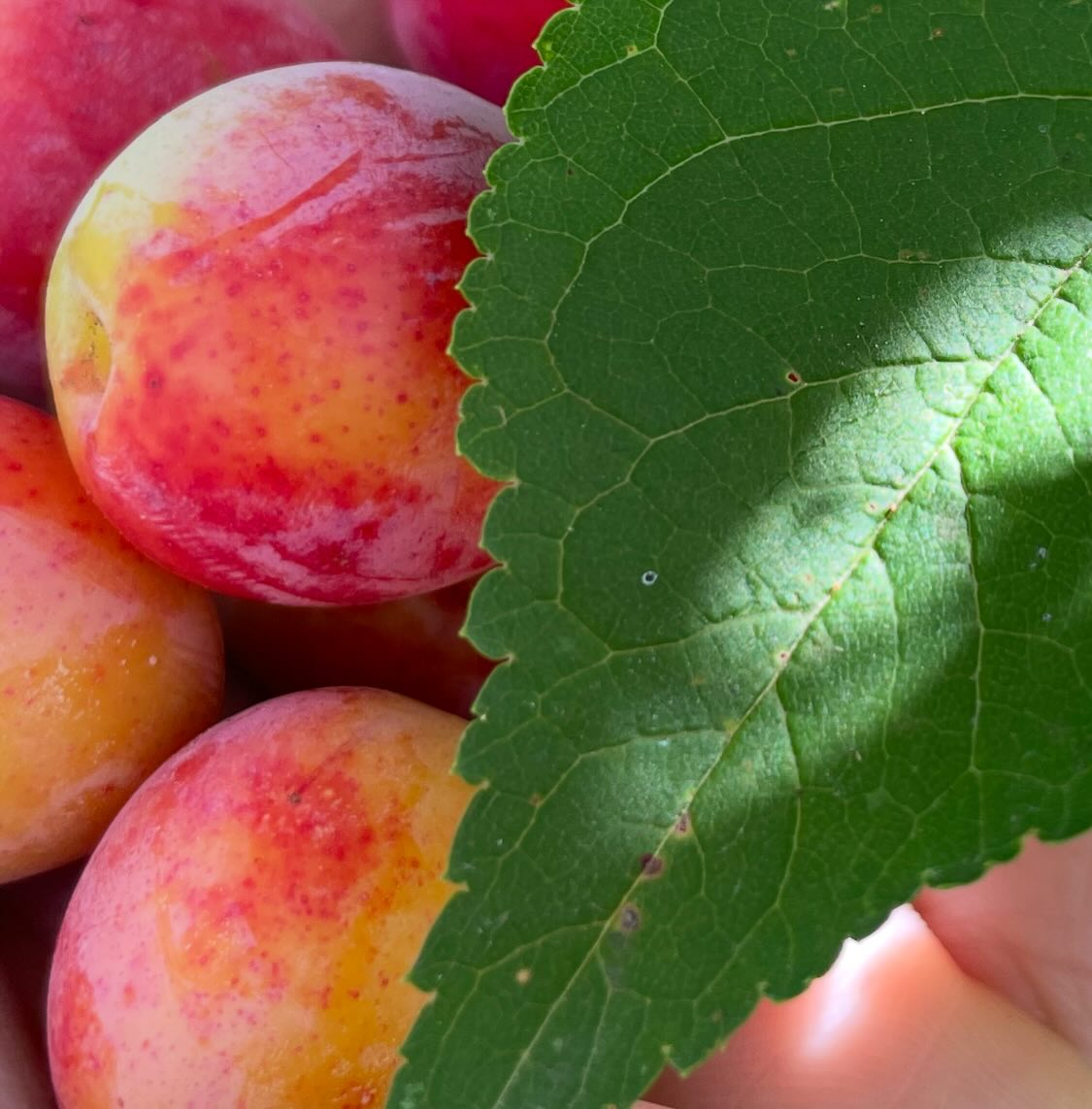 canada wild plum, or p, image 2 of 6