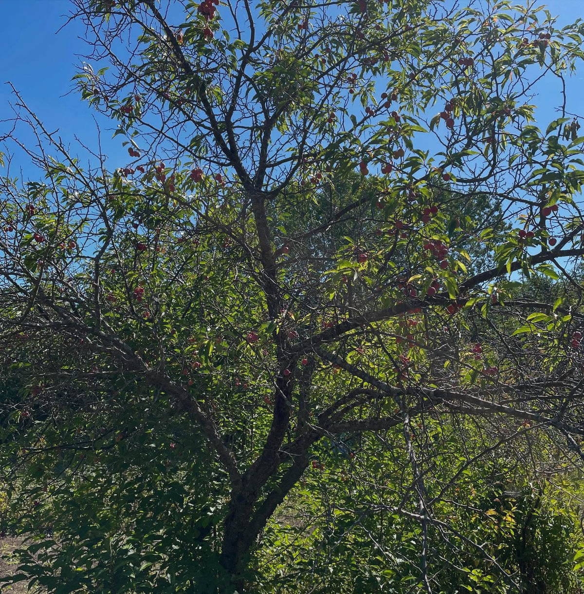 canada wild plum, or p, image 3 of 6