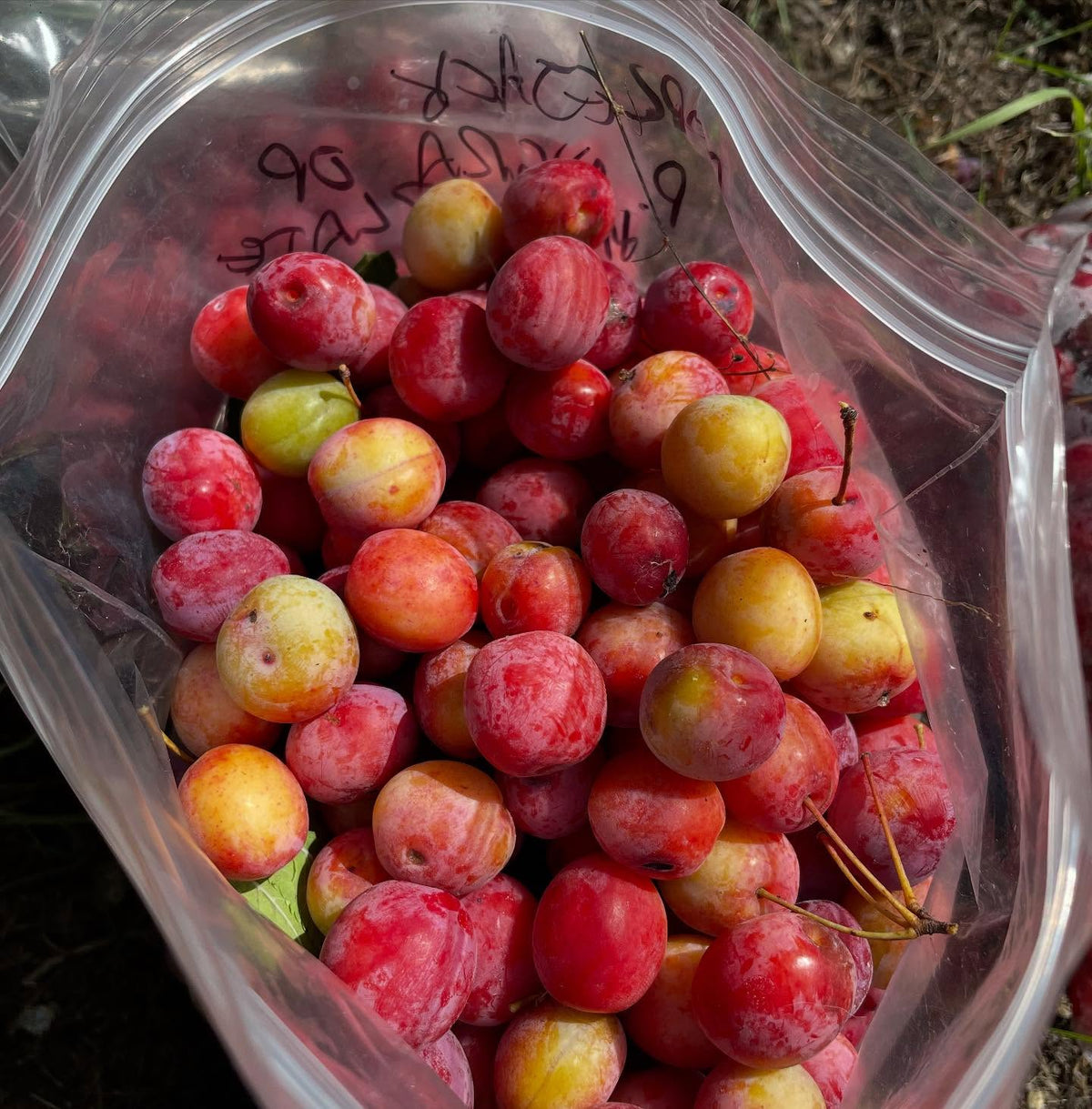 canada wild plum, or p, image 4 of 6