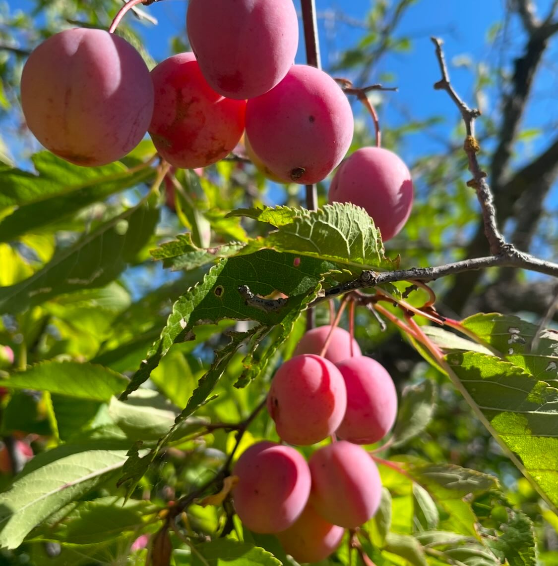 canada wild plum, or p, image 5 of 6