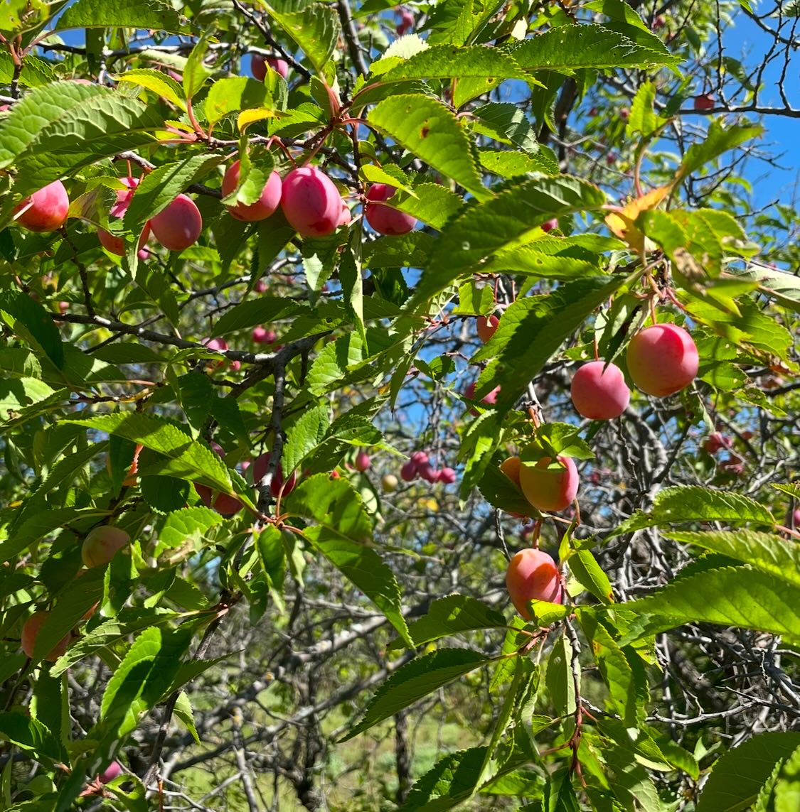 canada wild plum, or p, image 6 of 6