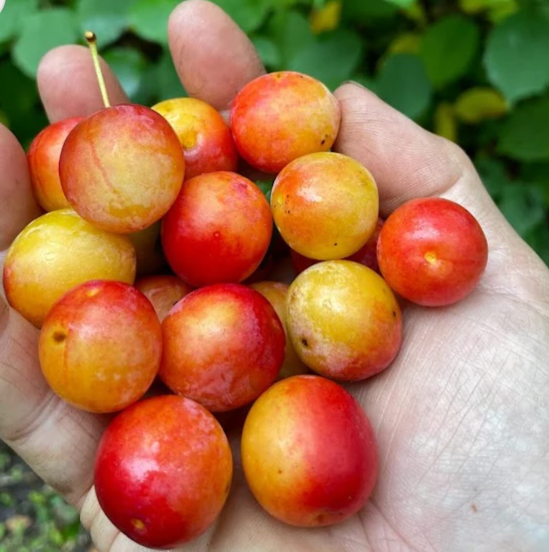canada wild plum, prunus nigra, image 1 of 5