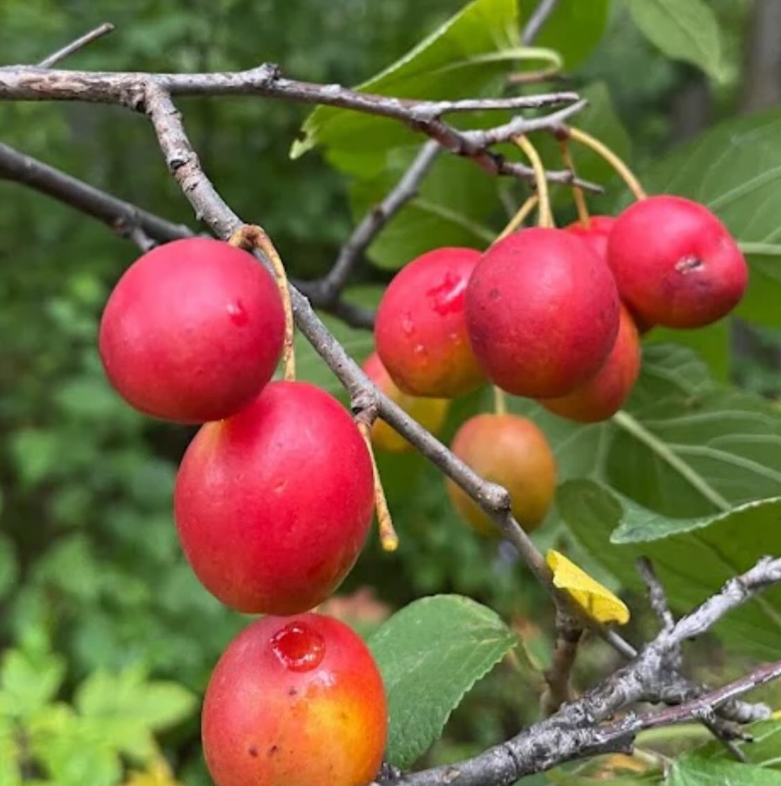 canada wild plum, prunus nigra, image 2 of 5