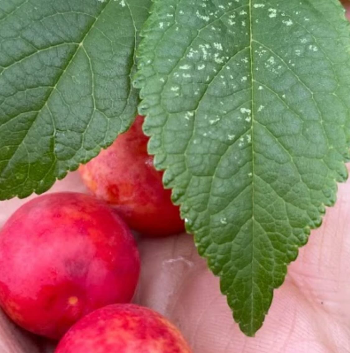 canada wild plum, prunus nigra, image 3 of 5