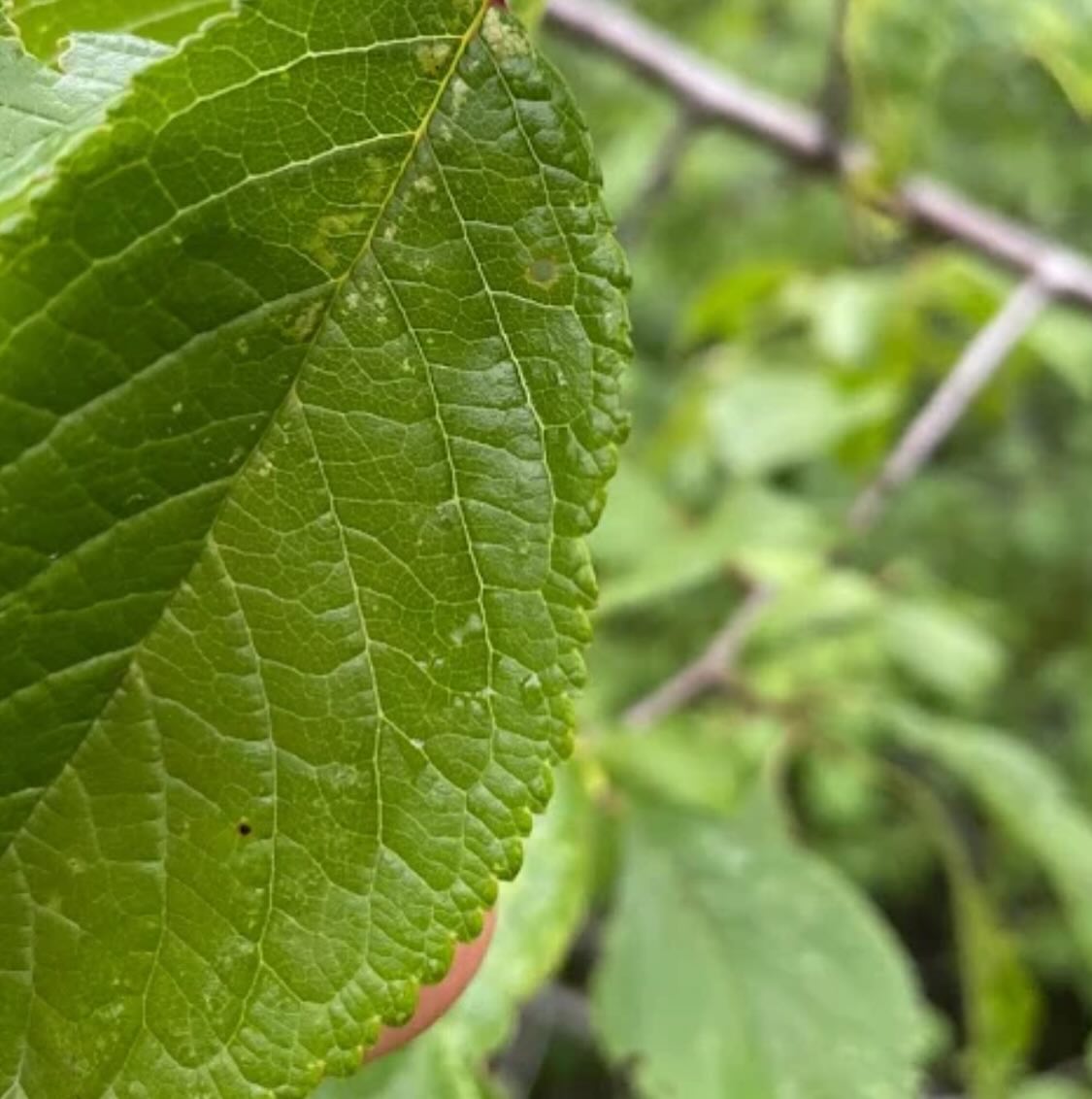 canada wild plum, prunus nigra, image 4 of 5