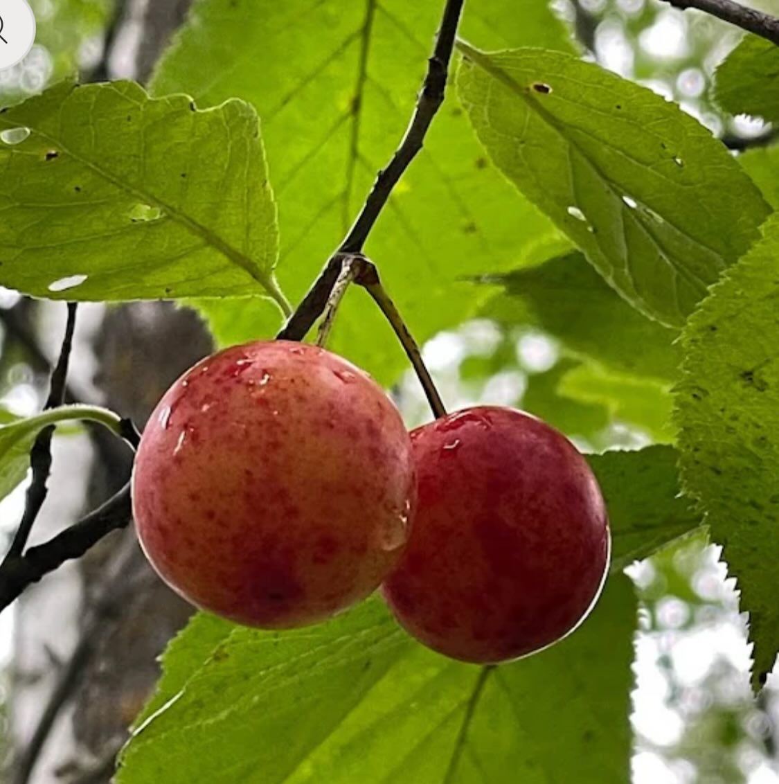 canada wild plum, prunus nigra, image 5 of 5