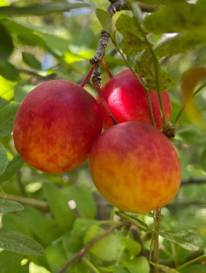 canada wild plum seeds available, image 1 of 2