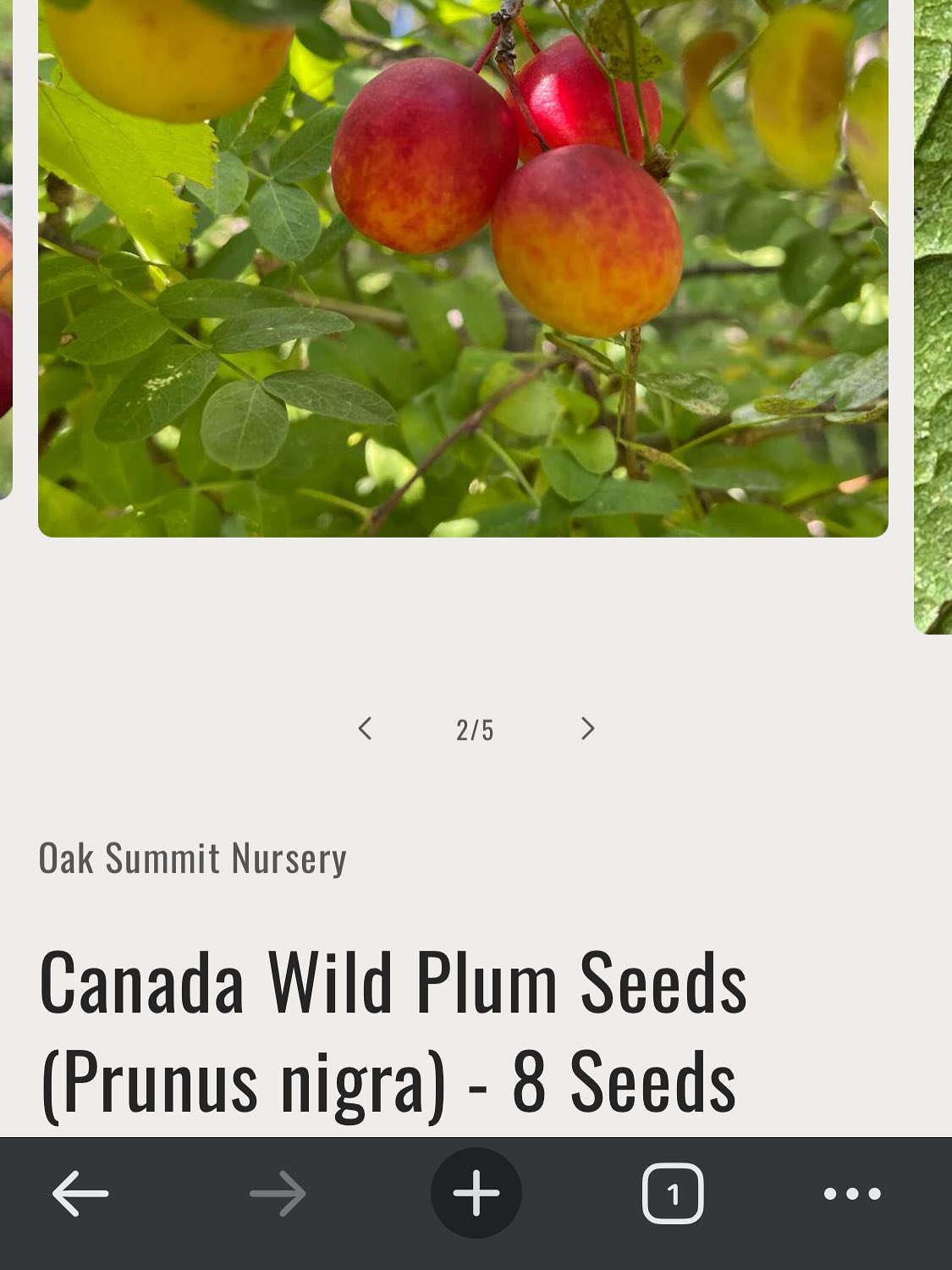 canada wild plum seeds available, image 2 of 2
